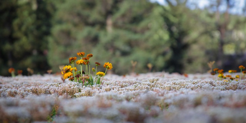 Green Roof