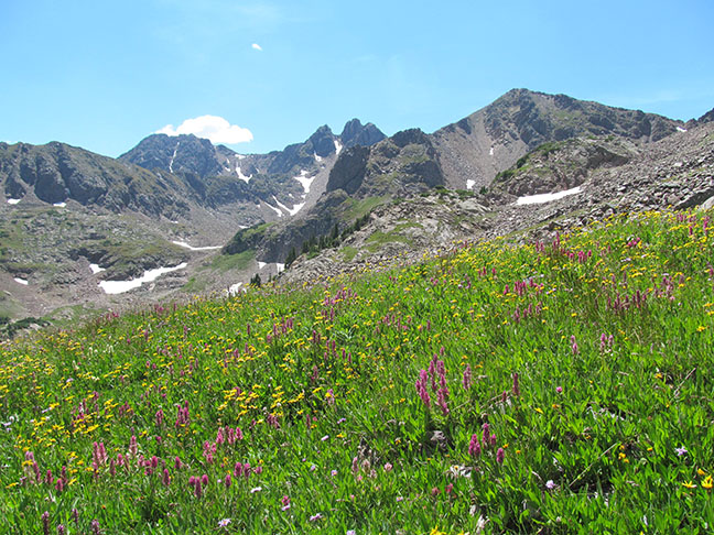 mr-wildflowers-at-gore-range-above-vail-lo